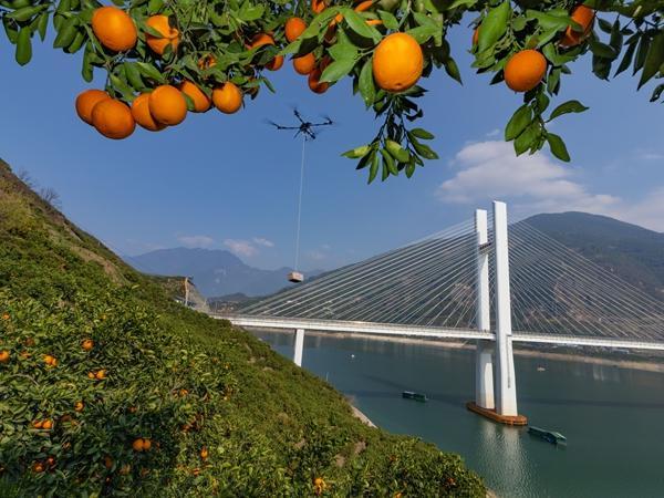 　　2026年3月4日，湖北省秭归县郭家坝镇邓家坡村，无人机正在吊运鲜橙。