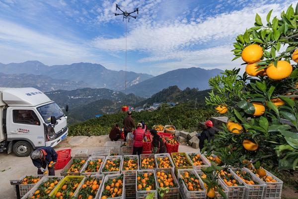 2025年11月26日，湖北省秭归县郭家坝镇邓家坡村，无人机正在吊运鲜橙。