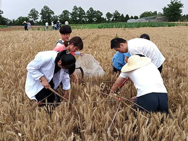 高产竞赛中，学生在田间进行理论产量测量。西北农林科技大学供图