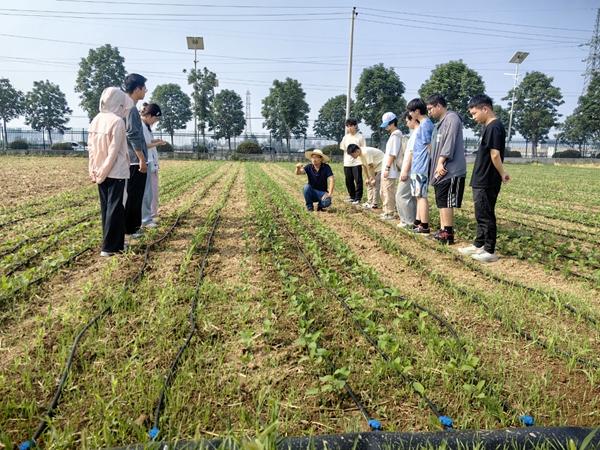 高产竞赛中，秦晓梁教授（中）为学生指导水肥一体化技术应用。西北农林科技大学供图