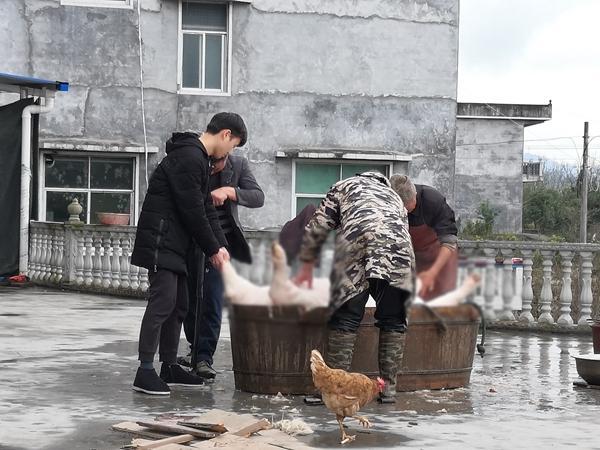 2021年1月，孙瑞华爷爷家杀年猪，孙瑞华的弟弟在旁边帮忙按猪。受访者供图