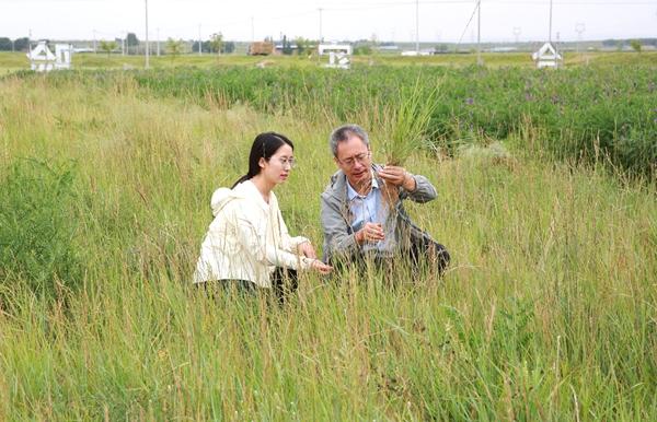 　　刘立玲（左）和导师魏孝荣在试验基地查看燕麦草根部抗盐碱化情况。西北农林科技大学/供图