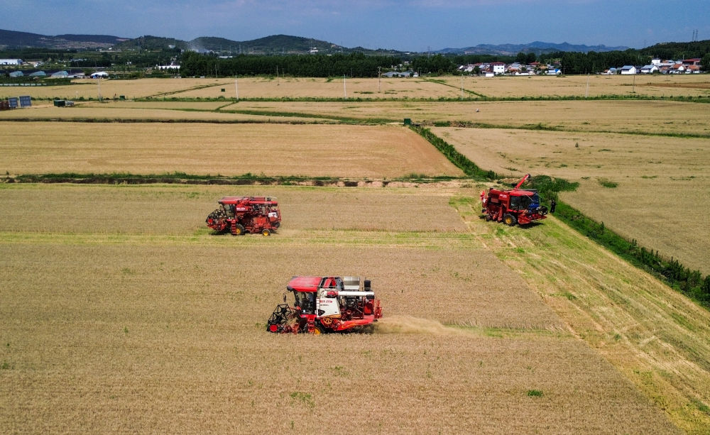 6月10日，在山东省沂南县张庄镇，农民驾驶联合收割机收获小麦（无人机照片）。新华社记者 徐速绘 摄
