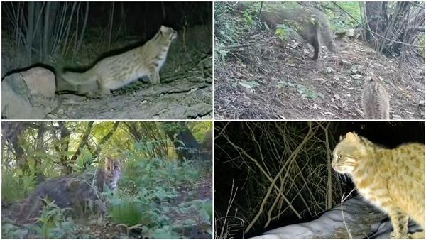 罗述金教授团队在北京山区拍摄的豹猫录像截图。视频由受访者提供，中青报·中青网记者 尹海月制图