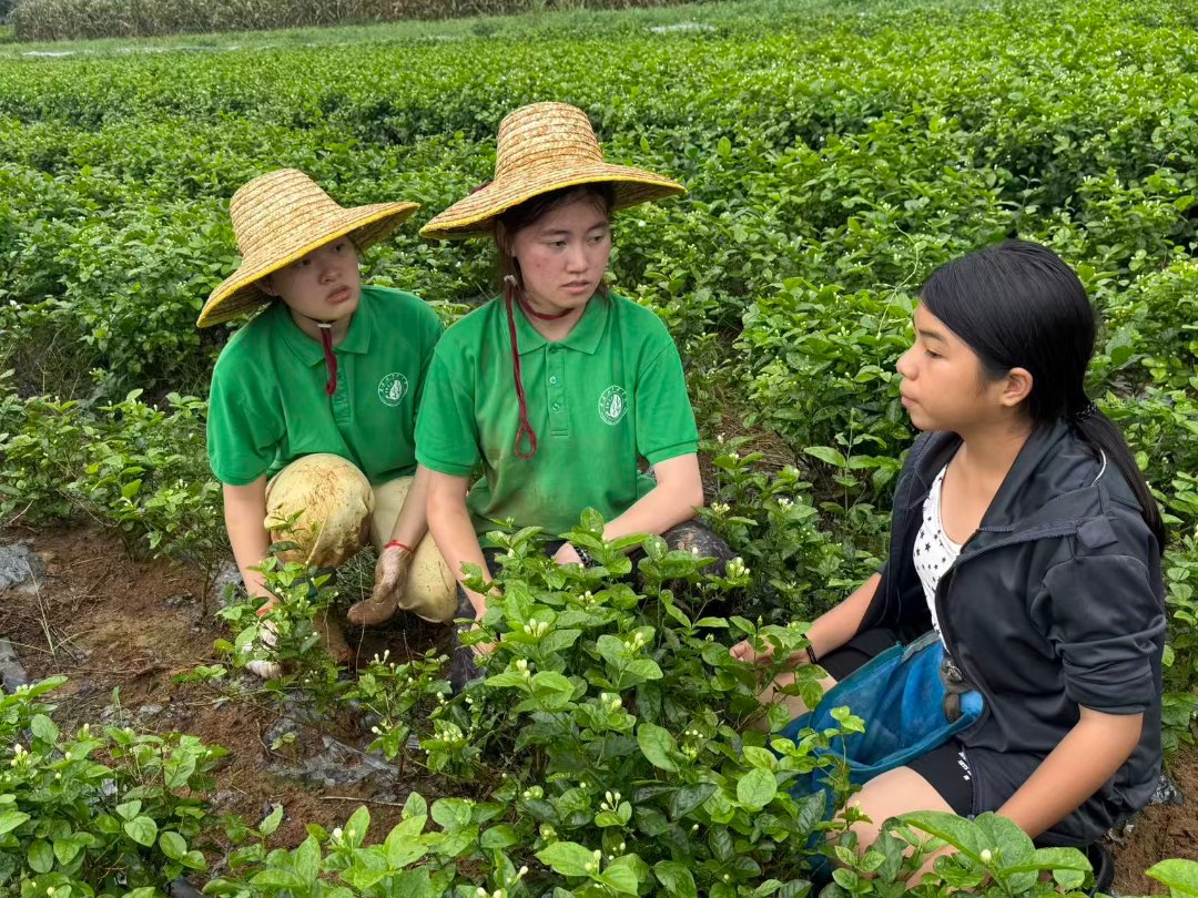 大学生跟抢收茉莉花的青少年（右一）在田间进行交流。受访者供图