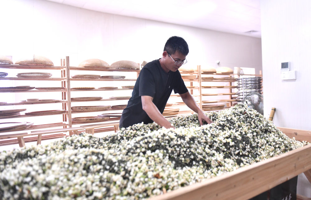 在位于横州市的广西清雷茶业有限公司手工窨制车间，公司负责人制作茉莉花茶（8月4日摄）。