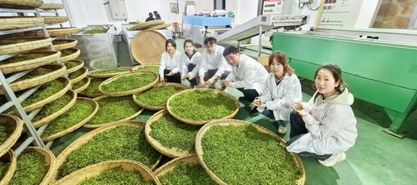 　　团队在茶叶科技小院生产车间制茶。受访者供图