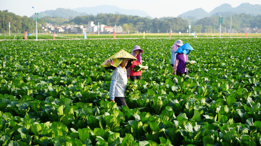 广东省清远市连州市一菜心种植基地。（受访者供图）