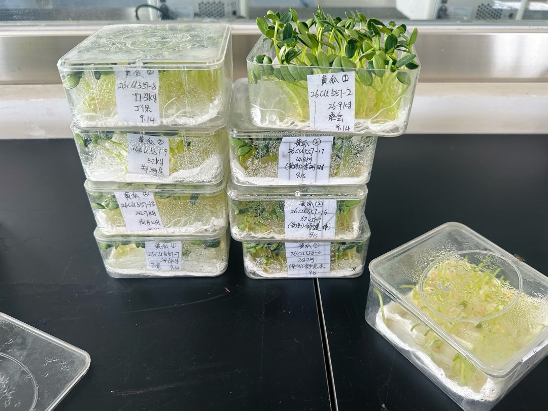 9月20日，宁夏石嘴山市平罗县，泰金种业芽率实验室，发芽盒里的黄瓜幼苗。中青报·中青网记者 焦敏龙/摄