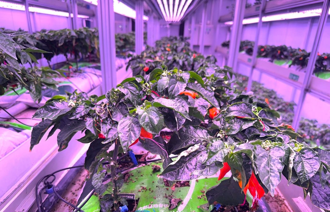 9月20日，宁夏石嘴山市平罗县，泰金种业培育种植的工业辣椒。中青报·中青网记者 焦敏龙/摄