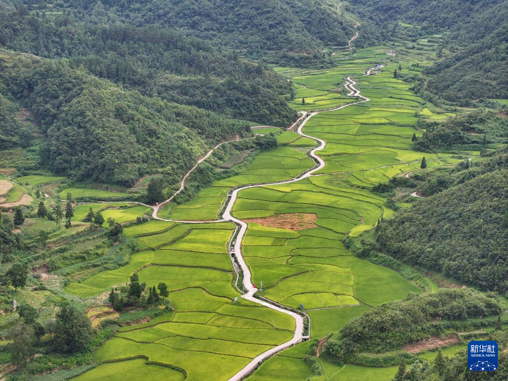 这是8月12日拍摄的重庆市酉阳土家族苗族自治县南腰界镇南界村的水稻种植基地（无人机照片）。新华社发（冉川 摄）