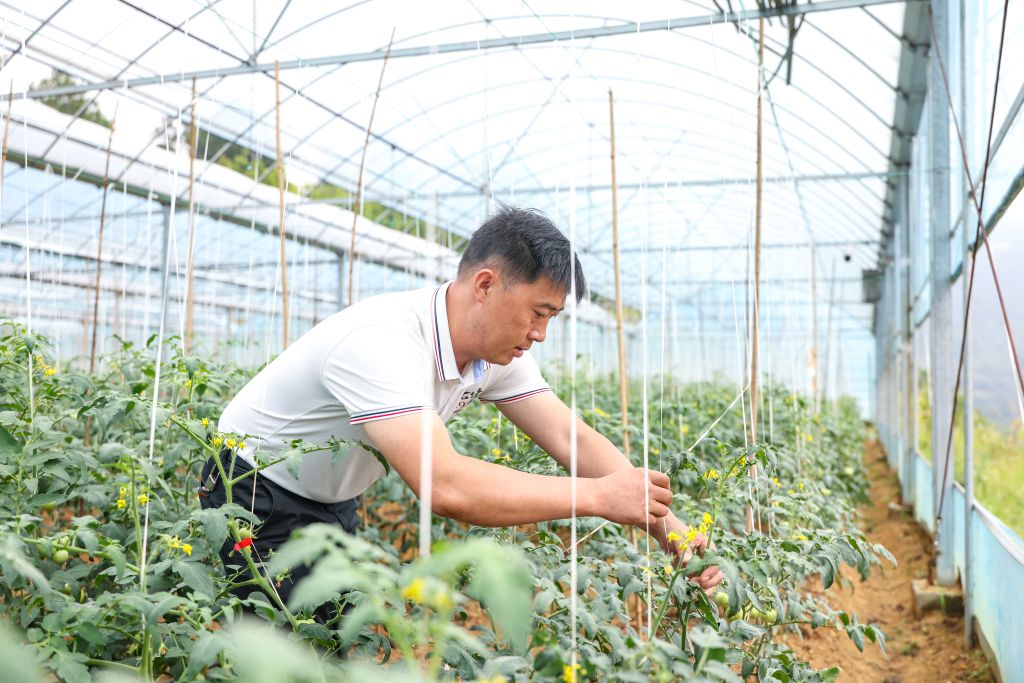 9月15日，在重庆市綦江区石壕镇石泉村，村民在标准化蔬菜大棚内固定番茄苗。新华社记者黄伟 摄