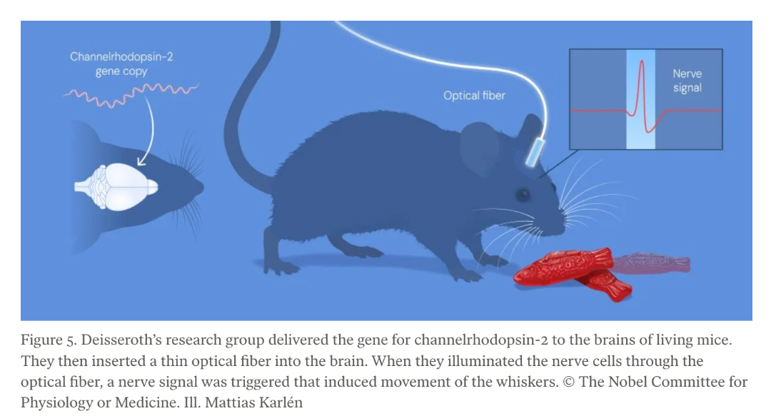 戴塞罗思的研究团队将channelrhodopsin-2基因导入活小鼠的大脑。随后，他们把一根细光纤植入小鼠脑内。当通过光纤照射神经细胞时，就会触发神经信号，引发小鼠胡须抽动。图片来自诺贝尔奖官网