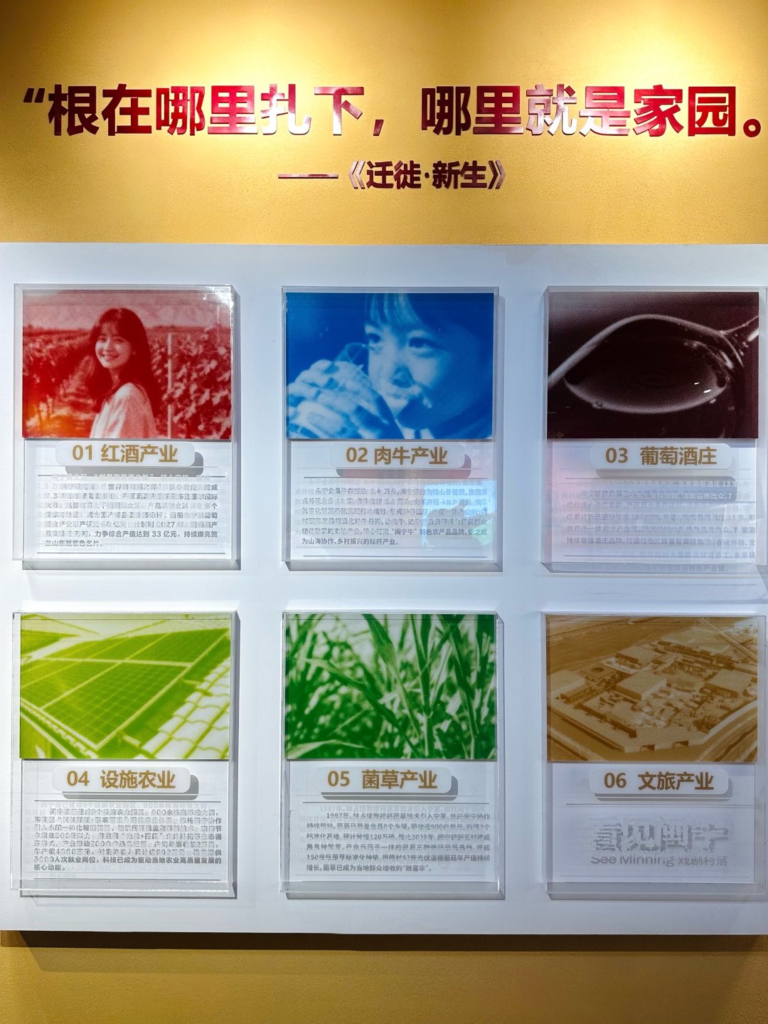 看见闽宁·戏剧村落用展板展示闽宁镇目前主要产业。中青报·中青网记者 焦敏龙/摄