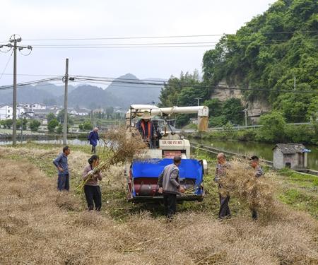 2026年5月14日，贵州省遵义市播州区花茂村，金灿灿的油菜花多已结籽，村民用履带式收割机从油菜秸秆中分离油菜籽。长征途中，著名的苟坝会议就在花茂村旁召开，如今花茂村弘扬红色文化，推进绿色发展，已成为乡村振兴的代表性村庄。