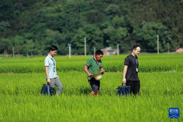 6月4日，在广西桂林市灌阳县黄关镇联德村，纪检监察干部在田间地头走访。桂林市灌阳县纪委监委组织纪检监察干部走进农田访农需，实地摸排民生短板，紧盯农业生产、养老保障等群众关切领域，以靶向监督推动民生难题落地化解。 新华社发（刘教清摄）