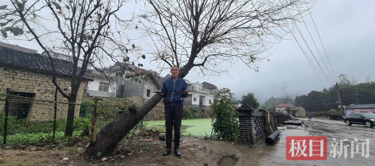 英雄槐身后，隔着一方水塘，就是程家老屋。极目新闻记者陈凌墨/摄