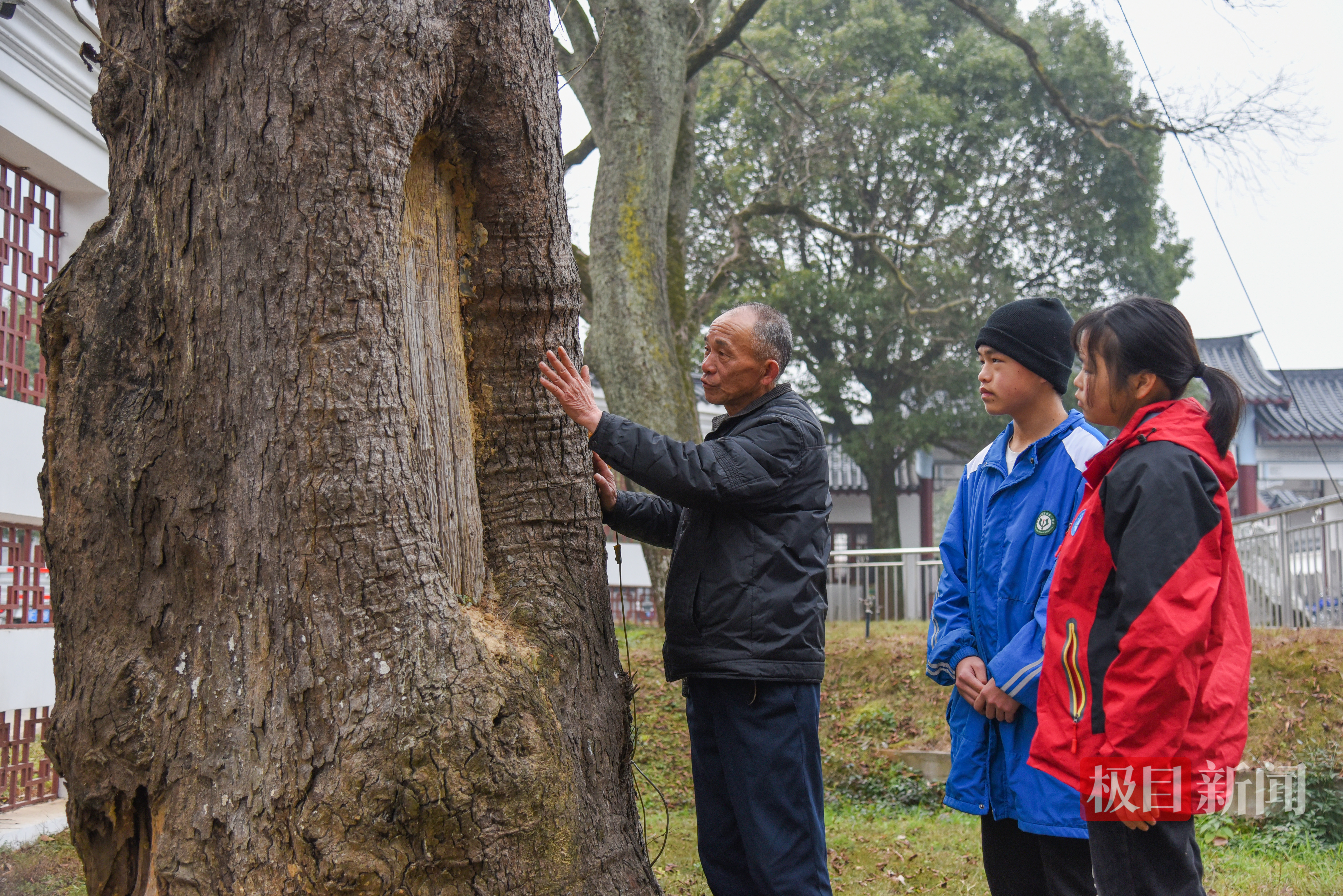 2022年1月17日，刘克树在红军树下给孙子、孙女讲红色故事。极目新闻记者黄志刚/摄